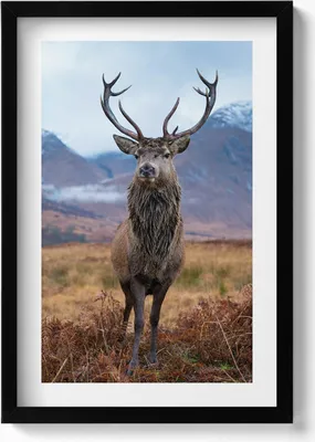 Produktbild von Ein stattlicher Hirsch auf einer Berglichtung– Wandbild mit Rahmen – Gerahmtes Bild  – Wanddekoration – 40x60 cm –  Schwarz