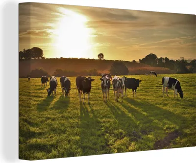 Produktbild von OneMillionCanvasses® - Leinwandbilder - 140x90 cm, Kühe - Sonne - Licht, Wandbilder Kunstdruck Wanddekoration