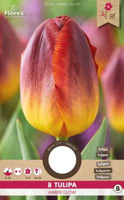 Image de Tulipes Amber Glow (10 pièces) | Bulbes de tulipes de Florex