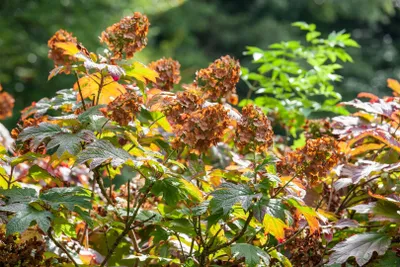 Produktbild von Hydrangea quercifolia 'Amethyst', Eichenblatthortensie, rosa, 40–60 cm