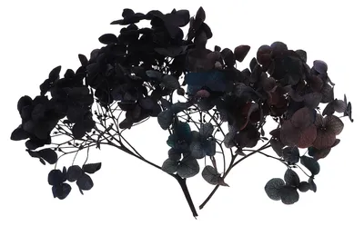 Getrocknete Hortensienblüte, 10 g, gepresst, DIY-Dekoration
