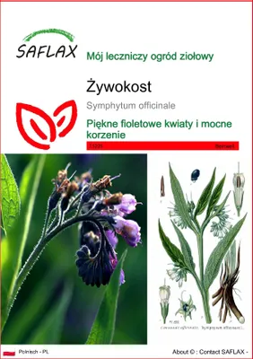 Zdjęcie produktu dla SAFLAX - Żywokost - 15 Nasiona - Symphytum officinale