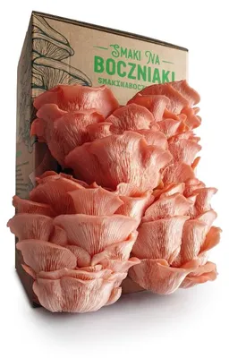 Zdjęcie produktu dla Boczniak różowy – zestaw do domowej uprawy grzybów 2,2 kg