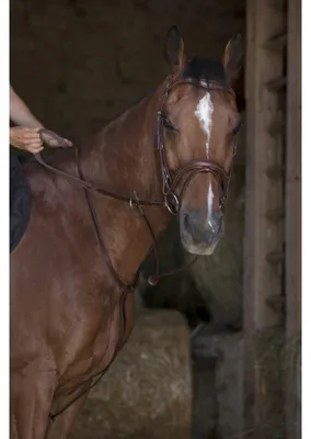 Produktbild von NORTON PRO Ringmartingal  in zwei Farben, Farbe:Schwarz, Größe:Warmblutgröße