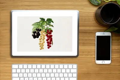 Produktbild von MuchoWow® Laptop Aufkleber Sticker Cover Beeren - Jahrgang - Obst 25x18 cm - Laptop-Deko