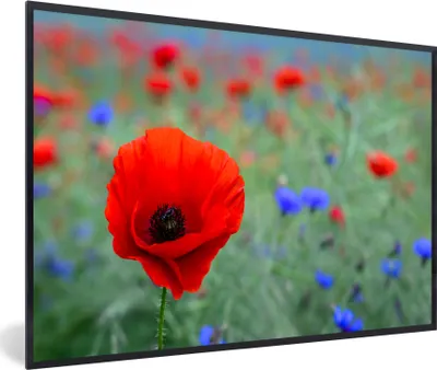 Produktbild von MuchoWow® MuchoWow® Gerahmtes Poster Lila und rote Mohnblumen auf einer Wiese 30x20 cm - Poster mit zchwarzem Bilderrahmen - Kunstdruck - Bild-Poster