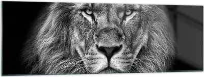 Produktbild von Bilder auf glas - Einteilig - Porträt Löwe Schwarzweiß - 160x50cm - Glasbilder - Wandbilder - Bilder - zum Aufhängen bereit - Wanddekoration aus Glas - Glas Bilder - Wandbild auf Glas - GAB160x50-4494