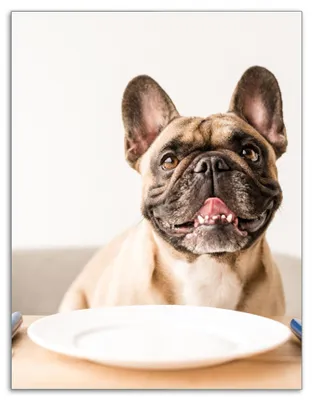 Produktbild von Wallario Herdabdeckplatte aus Glas, Größe 40 x 52 cm 1-teilig, Motiv Hund freut sich auf Essen
