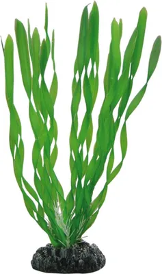 Image de Hobby Vallisneria, 20 cm