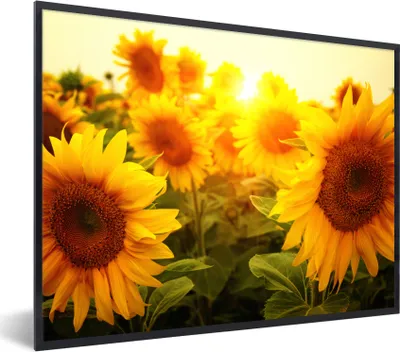 Produktbild von MuchoWow® Gerahmtes Poster Sonnenblume - Gelb - Blumen - Sonne 80x60 cm - Poster mit Schwarzem Bilderrahmen Wandposter Rahmen Foto Bilder - Schwarzem - Mit Gestell