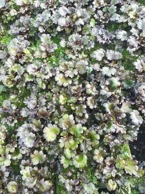 Obrázok produktu pre 6 x Saxifraga cort. 'Black Ruby' - lomikameň - kvetináč 9 x 9 cm