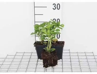 Immagine prodotto di 12 x Pachysandra term. 'Green Carpet' - Uomo spesso - vaso 9 cm x 9 cm