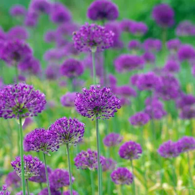 Obrázek produktu pro 6 x obří česnek - Allium 'Purple Sensation' | Květináč 9 cm x 9 cm