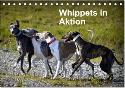 Produktbild von Whippets in Aktion (Tischkalender 2025 DIN A5 quer), CALVENDO Monatskalender