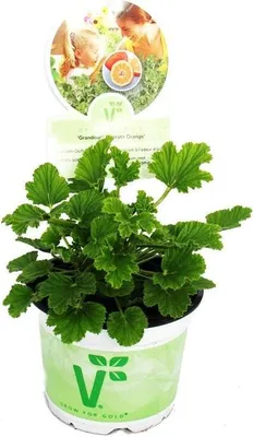 Produktbild von Duftgeranie "Orange" - Pelargonia odorata  Hybr.