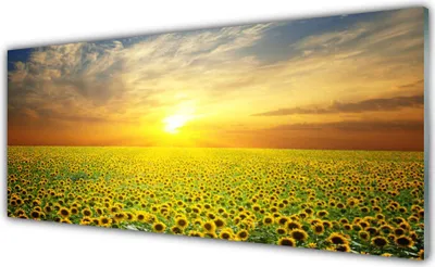 Produktbild von Küchenrückwand aus Glas 125x50cm Spritzschutz Sonne Wiese Sonnenblumen Natur