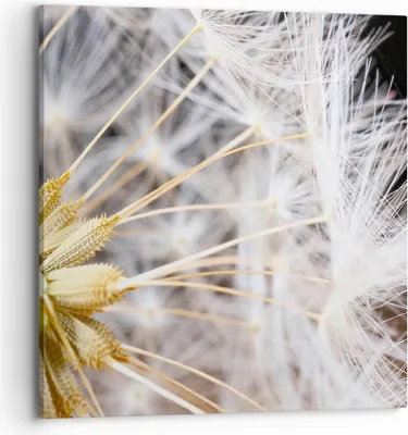 Produktbild von Bild auf Leinwand - Leinwandbild - Baby Sommer Pflanze - 70x70cm - Wand Bild - Wanddeko - Wandbilder - Leinwanddruck - Bilder - Kunstdruck - Wanddekoration - Leinwand bilder - Wandkunst - AC70x70-3630