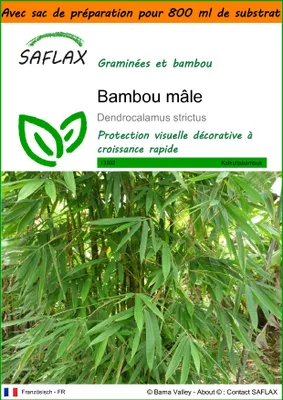 Image de SAFLAX Garden in the bag - Bambou mâle - 50 graines - Dendrocalamus