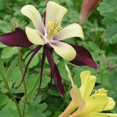 Obrázek produktu pro 6 x dlouhozobá orlíček  - Aquilegia 'Dragonfly Hybrids'  | Květináč 9 cm x 9 cm