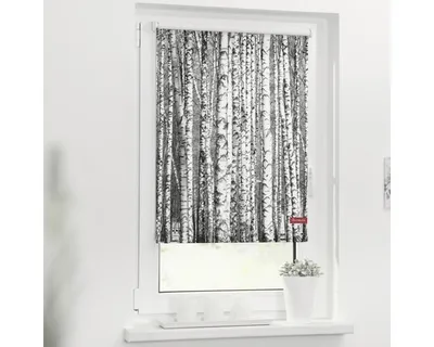 Obrázek produktu pro Roleta na okno Lichtblick bez vrtání Břízy 70x150 cm včetně upínacích držáků