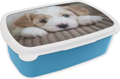 Produktbild von KitchenYeah® Lunchbox Brotzeit Brotdose 17x11 cm Nahaufnahme eines Cavachon-Welpen Kinder Brotzeitdose - Lunch - Kunststoff  - Brotbüchse - Sandwichbox - Lunchbox für Kinder