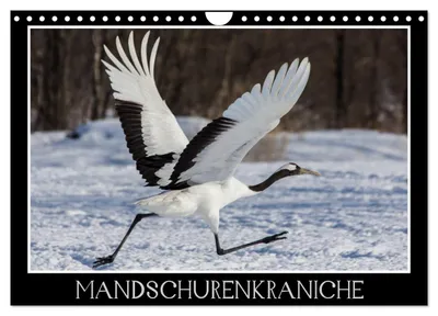 Produktbild von Mandschurenkraniche (Wandkalender 2027 DIN A4 quer), CALVENDO Monatskalender