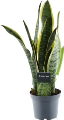 Produktbild von Trendyplants - Sansevieria Laurentii - Frauenzunge - Zimmerpflanze - Höhe 35-55 cm - Topfgröße Ø12cm