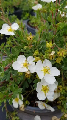 Image de Potentilla fruticosa 'Abbotswood' / Potentille arbustive blanche