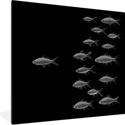 Produktbild von MuchoWow® Gerahmtes Poster Goldfisch auf einem schwarzen Hintergrund - schwarz und weiß 40x40 cm - Poster mit Schwarzem Bilderrahmen Wandposter Rahmen Foto Bilder - Mit Rahmen - Wanddekoration Schlafzimmer