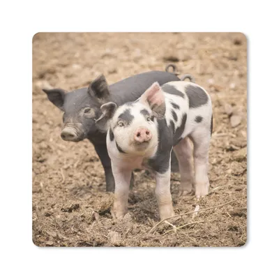 Produktbild von MuchoWow® Mauspad Mousepad Tiere - Schwein - Bauernhof 20x20 cm - Mousepads - Maus Mat - Pad - Mausunterlage - Desk Mat - Bureauartikeln