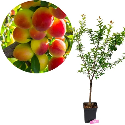 Produktbild von Prunus domestica 'Golden Jewel', gelbe Zwergpflaume, Höhe 70–90 cm, 5-Liter-Topf