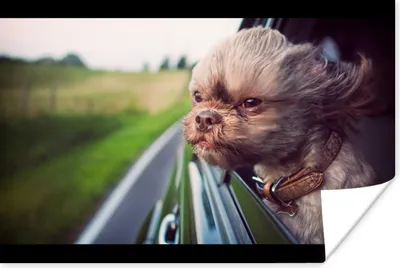 Produktbild von MuchoWow® Poster Hund - Auto - Tier 30x20 cm - Plakate - Print
