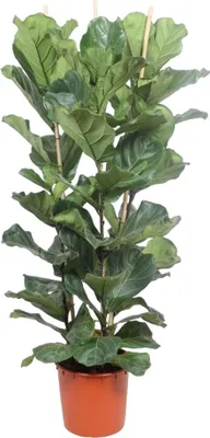Zdjęcie produktu dla Trendyplants - Ficus Lyrata krzew - Roślina tytoniowa - Roślina domowa - Wysokość 170-190 cm - Rozmiar doniczki Ø30cm