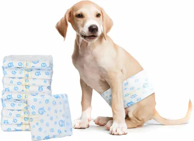 Produktbild von "2026 Aktion"Einweg-Hundewindel für Rüden 30 pcs Weiß XS - Hundezubehör GermanyMöbel2553852