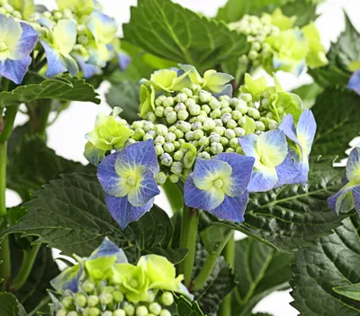 Produktbild von Dehner Teller-Hortensie, üppige blaue Blüten, ca. 30-40 cm, 21 cm Topf, Zierstrauch