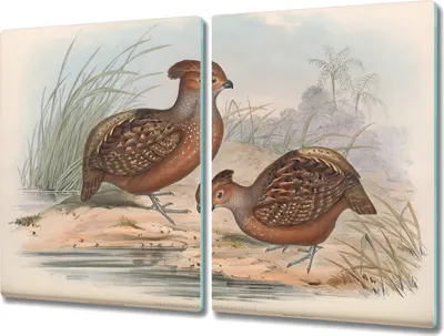 Produktbild von Coloray Küchenbrett Kochplattenabdeckung Hackbrett Schneidebrett Herdabdeckplatte 2x40x52 cm - Vögel Tiere
