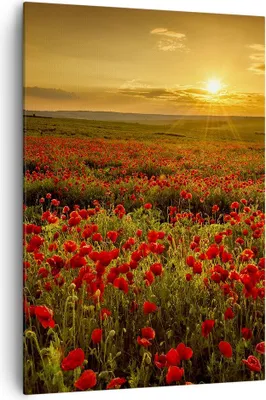 Produktbild von Bild auf Leinwand - Leinwandbild - Einteilig - Mohn Blume Wiese - 70x100cm - Wand Bild - Wanddeko - Wandbilder - Leinwanddruck - Wanddekoration - Leinwand bilder - Wandbild - PA70x100-3643