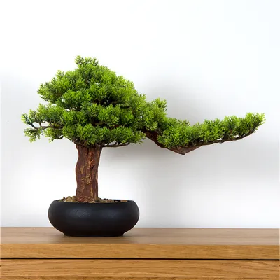 Obrázek produktu pro Pokojová dekorativní bonsai - Borovice (PN-36)