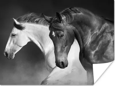 Produktbild von MuchoWow® Poster Pferde - Tiere - Schwarz - Weiß - Porträt 160x120 cm - Foto Plakat