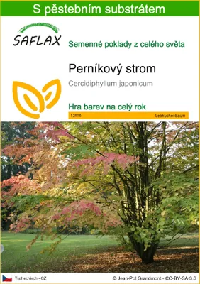 Obrázek produktu pro SAFLAX - perníkový strom - Cercidiphyllum japonicum - 200 Semena - S pěstebním substrátem bez klíčků