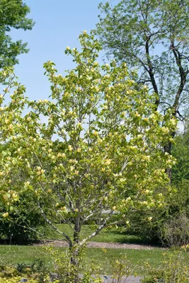 Produktbild von Magnolia 'Yellow Bird', Magnolie, gelb blühend, 60–80 cm