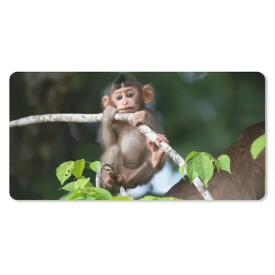 Produktbild von MuchoWow® Schreibtischunterlage Baby - Affe - Äste 80x40 cm - XXL Mauspad - Gaming Mauspad