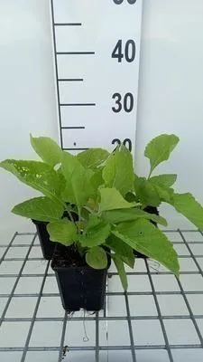 Immagine prodotto di 6 x Inula magnifica - Alant - vaso 9 x 9 cm