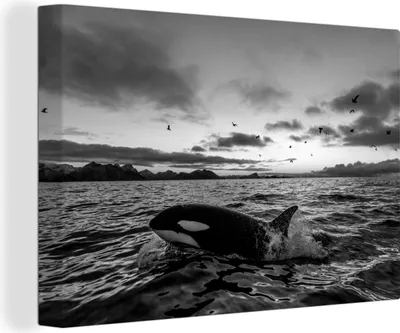 Obrázek produktu pro OneMillionCanvasses® - Obraz na plátně - Kosatka při východu slunce - černobílý, nástěnná malba, nástěnné dekorace obrazy obývací pokoj, 120x80cm