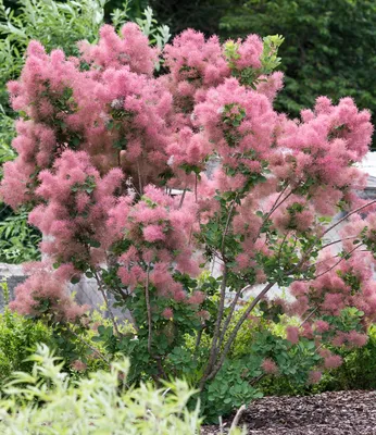 Produktbild von BALDUR Garten 1x Perückenstrauch Cotinus 'Smokey Joe®', Pflanze im 9x9 cm-Topf, attraktiver Blickfang, leuchtende Herbstfärbung, winterhart & mehrjährig, ideal für Beet & Kübel, pflegeleicht & robust
