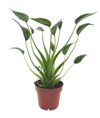 Produktbild von Alocasia Tiny Dancers 30 cm Zimmerpflanze