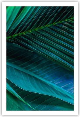 Produktbild von Poster - Poster ohne Rahmen - Blatt Tropen Grün - 61x91,5 cm - Wand Bild - Wanddeko - Wandbilder - Kunstposter - Wandposter - Bilder - Kunstdruck - Wanddekoration - Wandbild - P2XPA61x91-5071