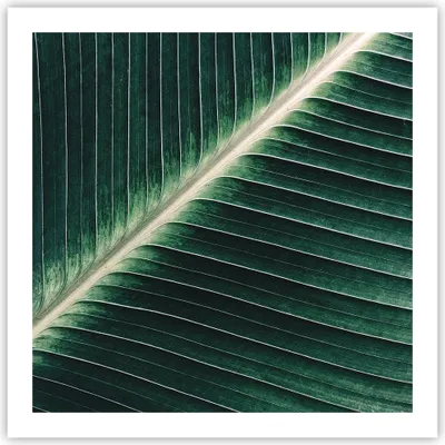 Produktbild von Poster - Poster ohne Rahmen - Grün Blatt Tropisch - 60x60 cm - Wand Bild - Wanddeko - Wandbilder - Kunstposter - Wandposter - Bilder - Kunstdruck - Wanddekoration - Wandbild - P2XAC60x60-4126