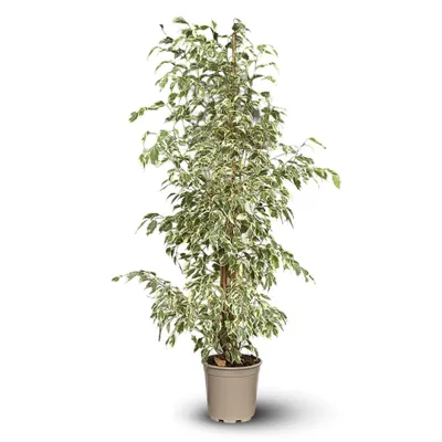 Image de Ficus benjamina - twighlight - ↕ 100-110 cm - ⌀ 21 cm - plante d'extérieur