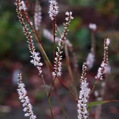 Image de 6 x renouée  - Persicaria amplexicaulis 'Alba'  | Pot 9 cm x 9 cm
